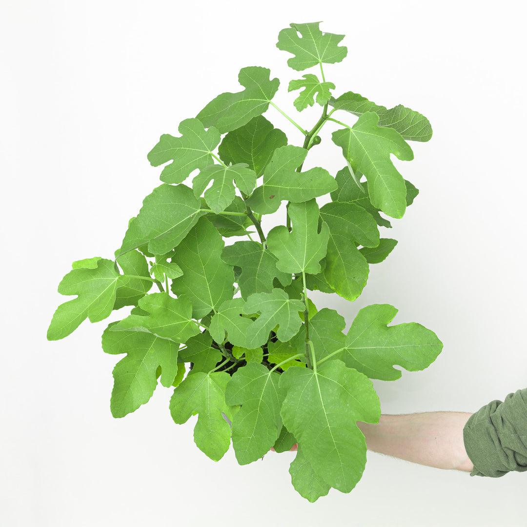 Ficus carica 'Del Portogallo' Plants - Outdoor GROW TROPICALS