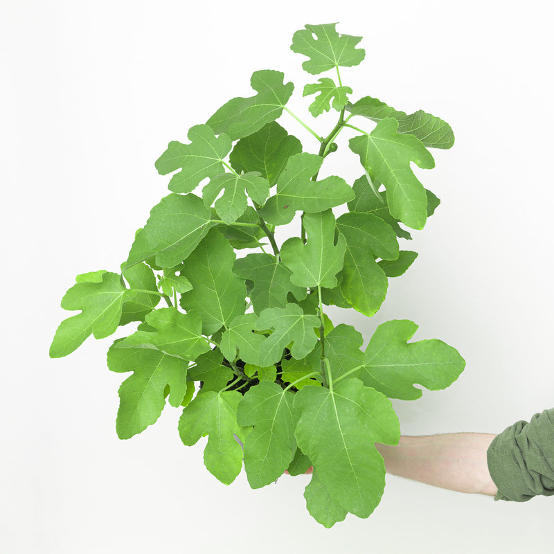Ficus carica 'Del Portogallo' Plants - Outdoor GROW TROPICALS