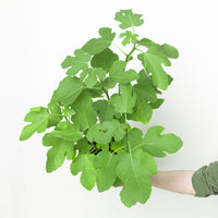 Ficus carica 'Del Portogallo'