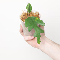 Ficus sp.