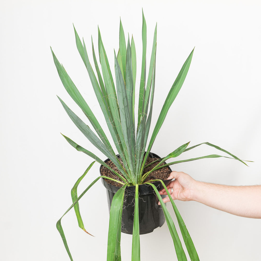 Yucca filamentosa