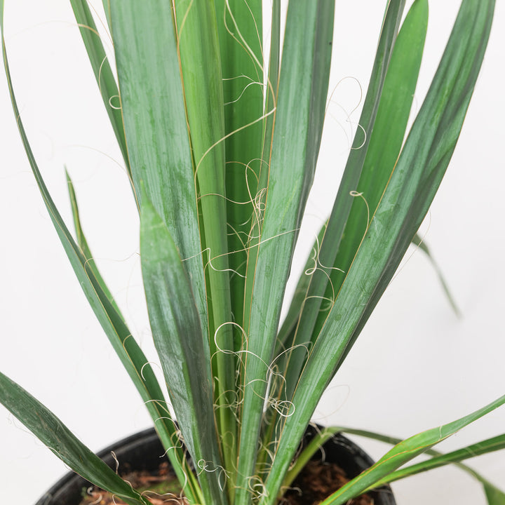 Yucca filamentosa