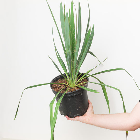 Yucca filamentosa 23cm / 5L Plants - Outdoor GROW TROPICALS