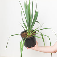 Yucca filamentosa