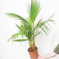 Washingtonia filifera