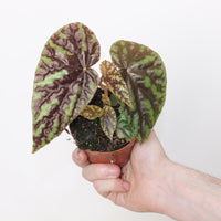 Begonia filiformis 'Irmsch'