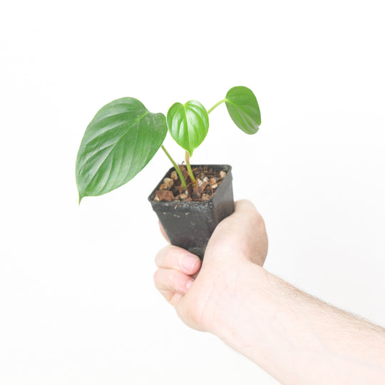 Philodendron findens Plants GrowTropicals