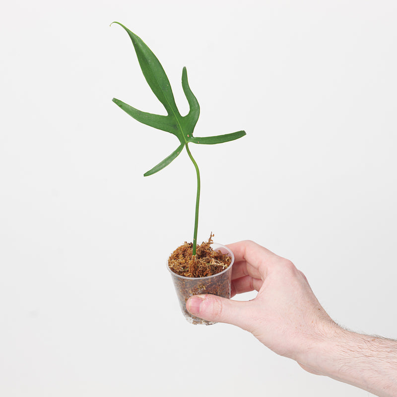 Philodendron pedatum 'Fine Fingers' 6cm Plants GrowTropicals