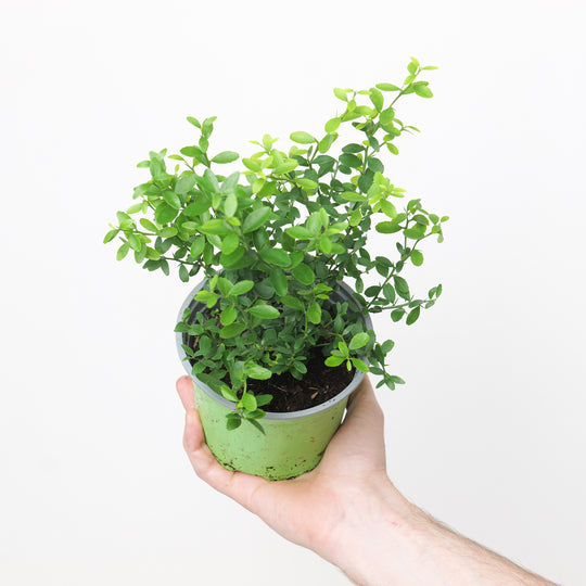 Citrus australasica Plants GrowTropicals