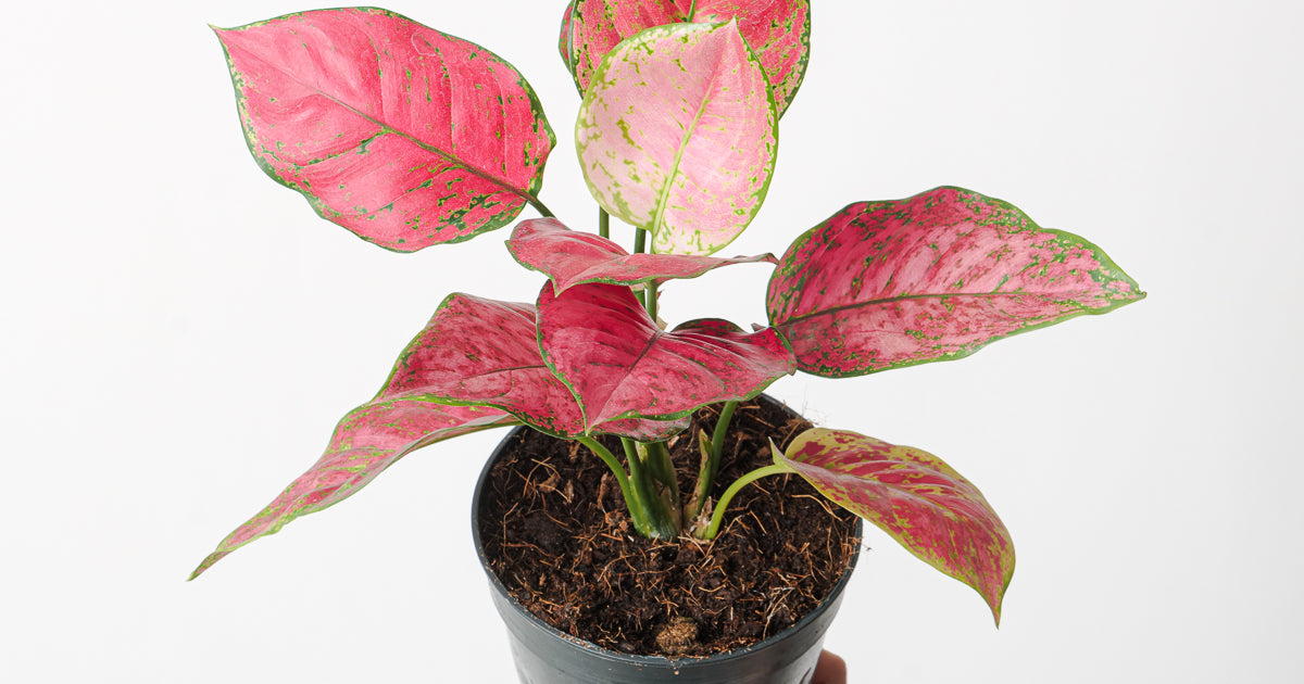 aglaonema fuego Aglaonema 'Fireworks' | Plants