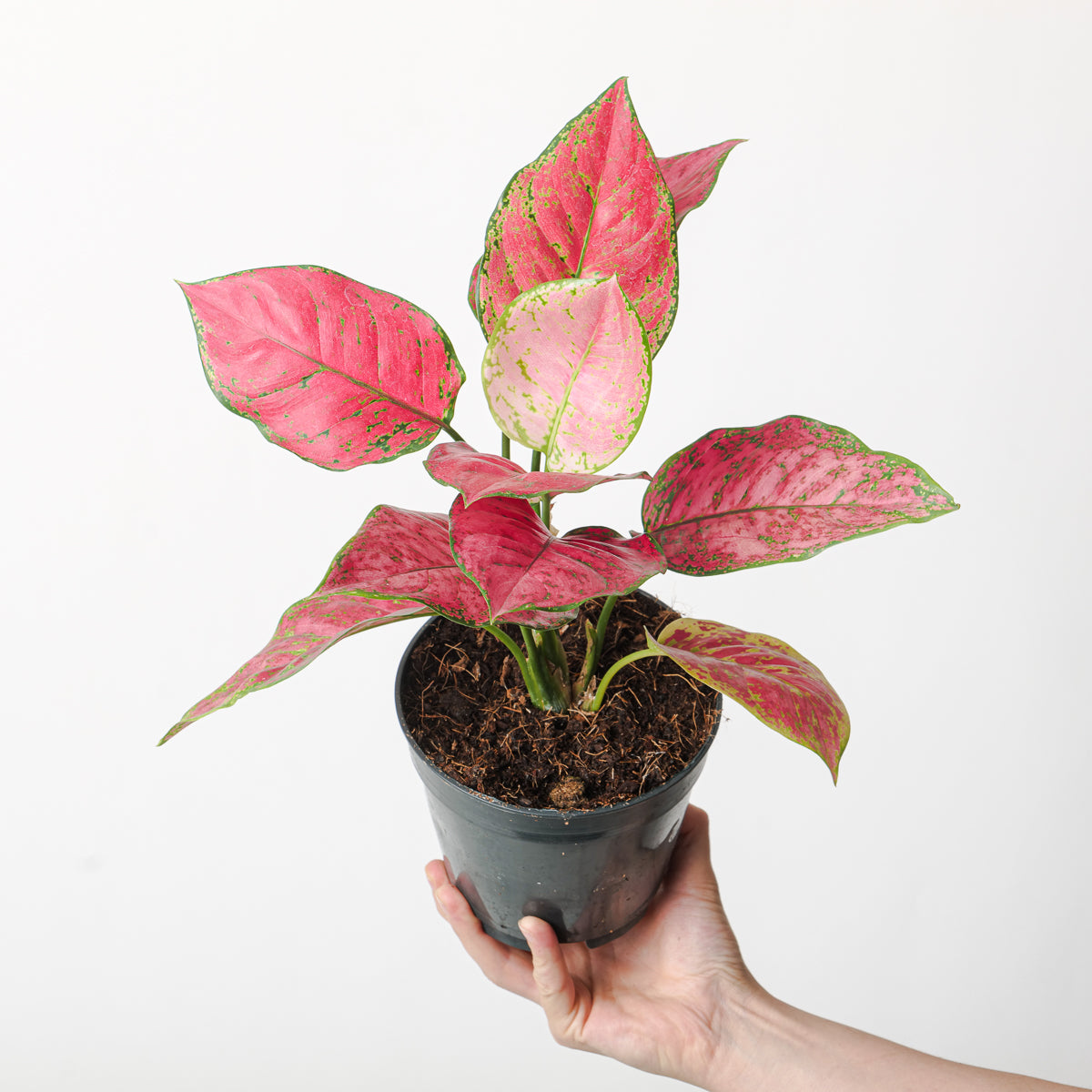 aglaonema prices Aglaonema 'Fireworks' | Plants
