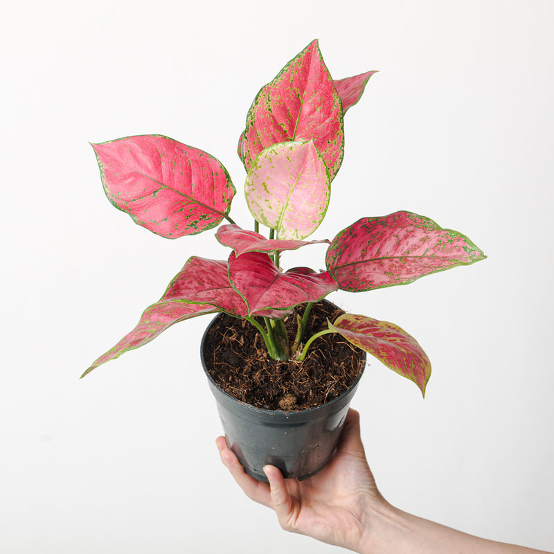 Aglaonema 'Fireworks' Plants GrowTropicals