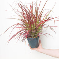 Pennisetum 'Fireworks'