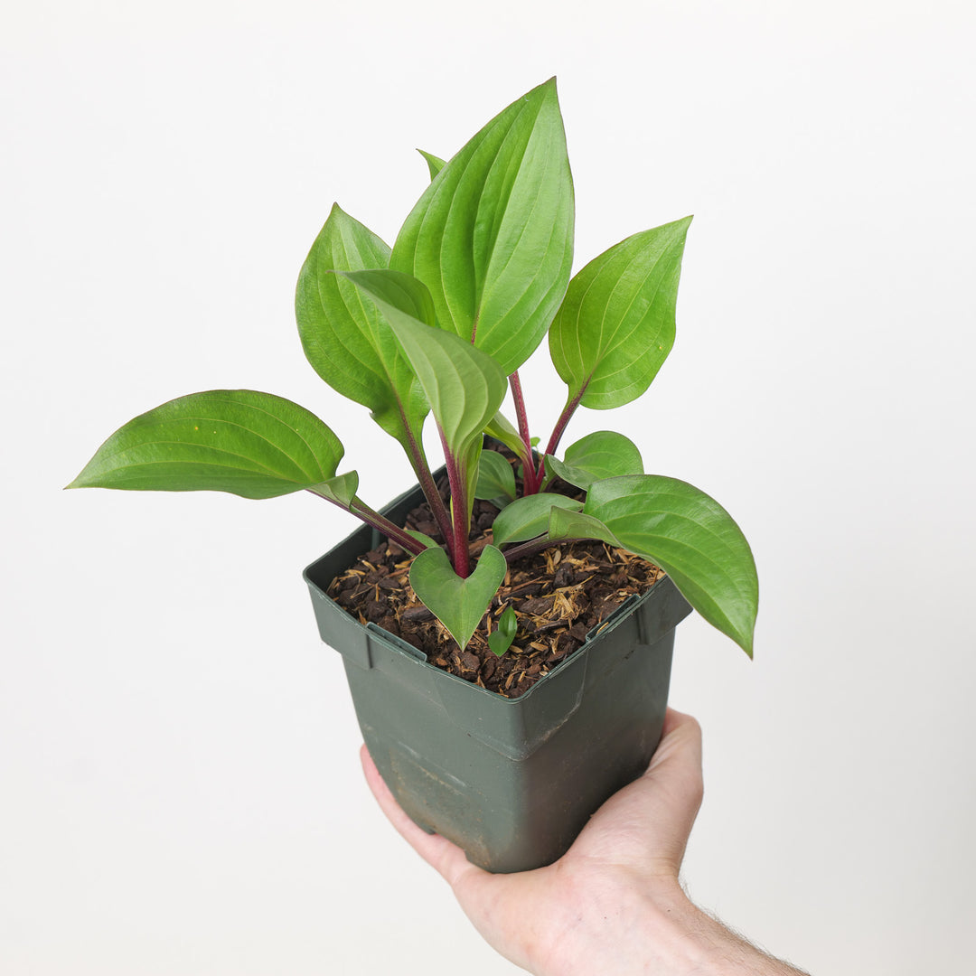 Hosta fortunei 'First Blush'