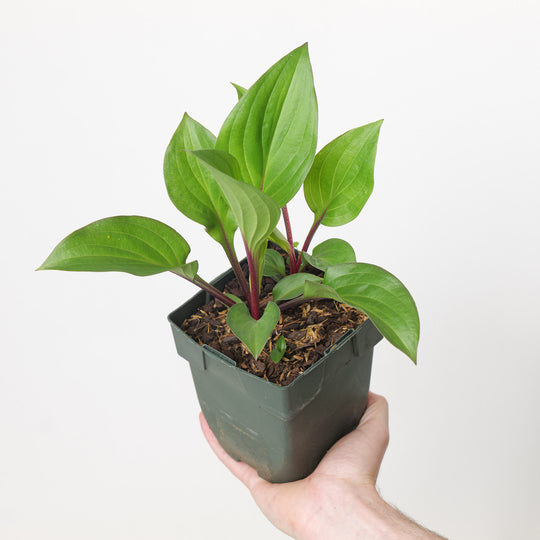 Hosta fortunei 'First Blush'