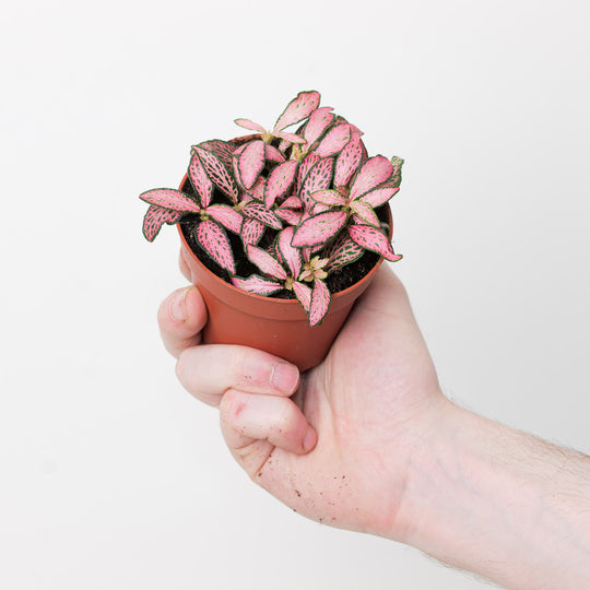 Fittonia albivenis (Mini) 8.5cm Pink Forest Flame Plants GrowTropicals