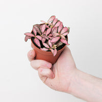 Fittonia albivenis (Mini)