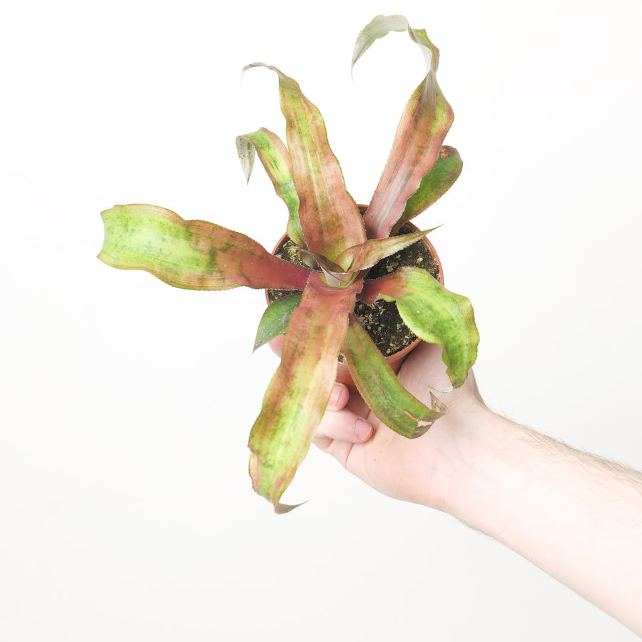 Cryptanthus 'Strawberry Flambe' Plants GrowTropicals