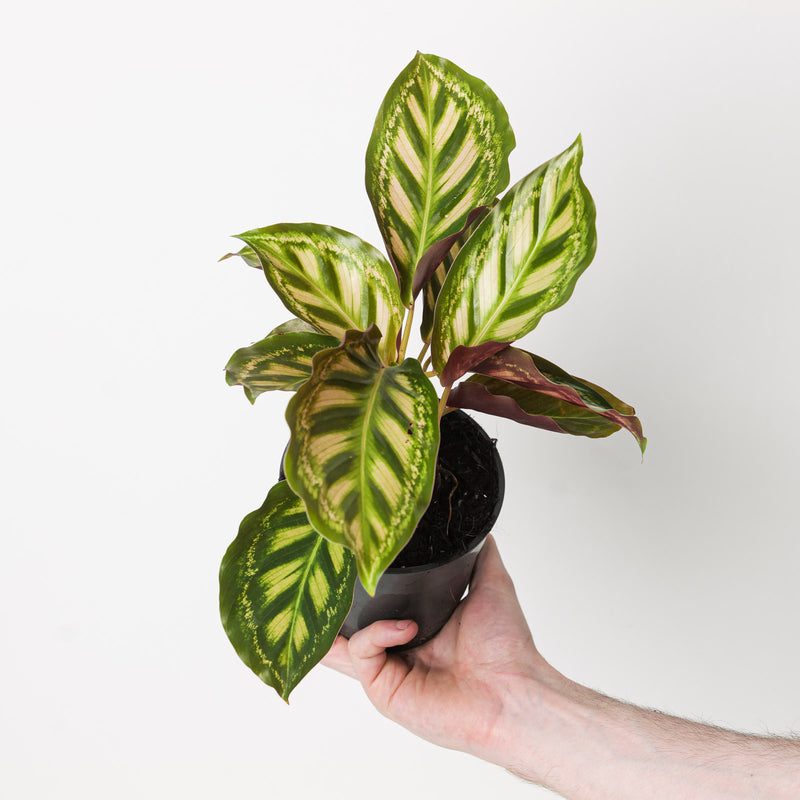 Calathea roseopicta 'Flamestar' Plants GrowTropicals