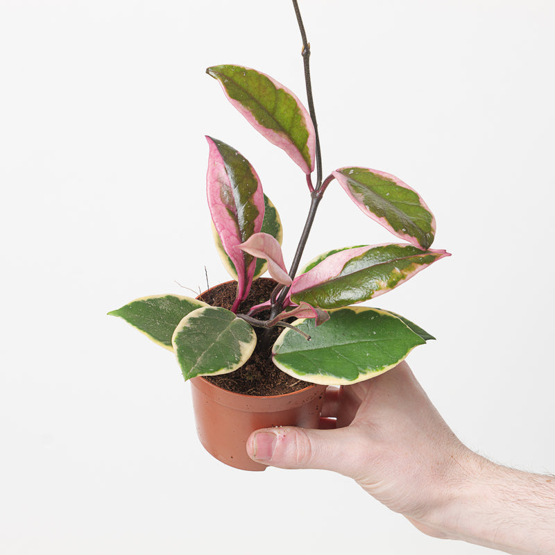 Hoya carnosa 'Flamingo Dreams' Plants GrowTropicals
