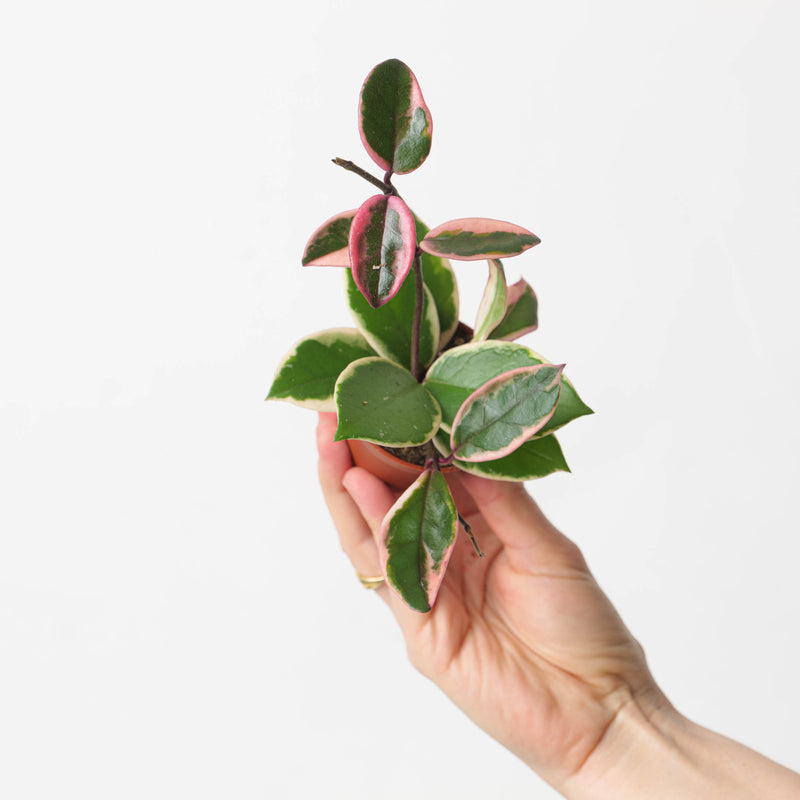 Hoya carnosa 'Flamingo Dreams' Plants GrowTropicals