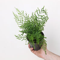 Dryopteris filix-mas 'Linearis Polydactyla'