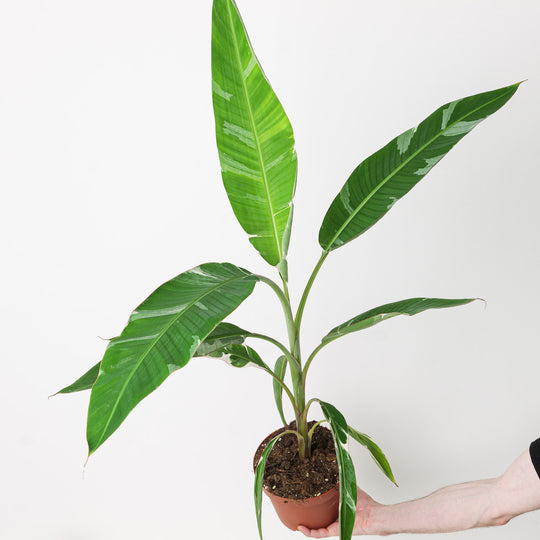 Musa Florida Variegated 17cm Plants GrowTropicals