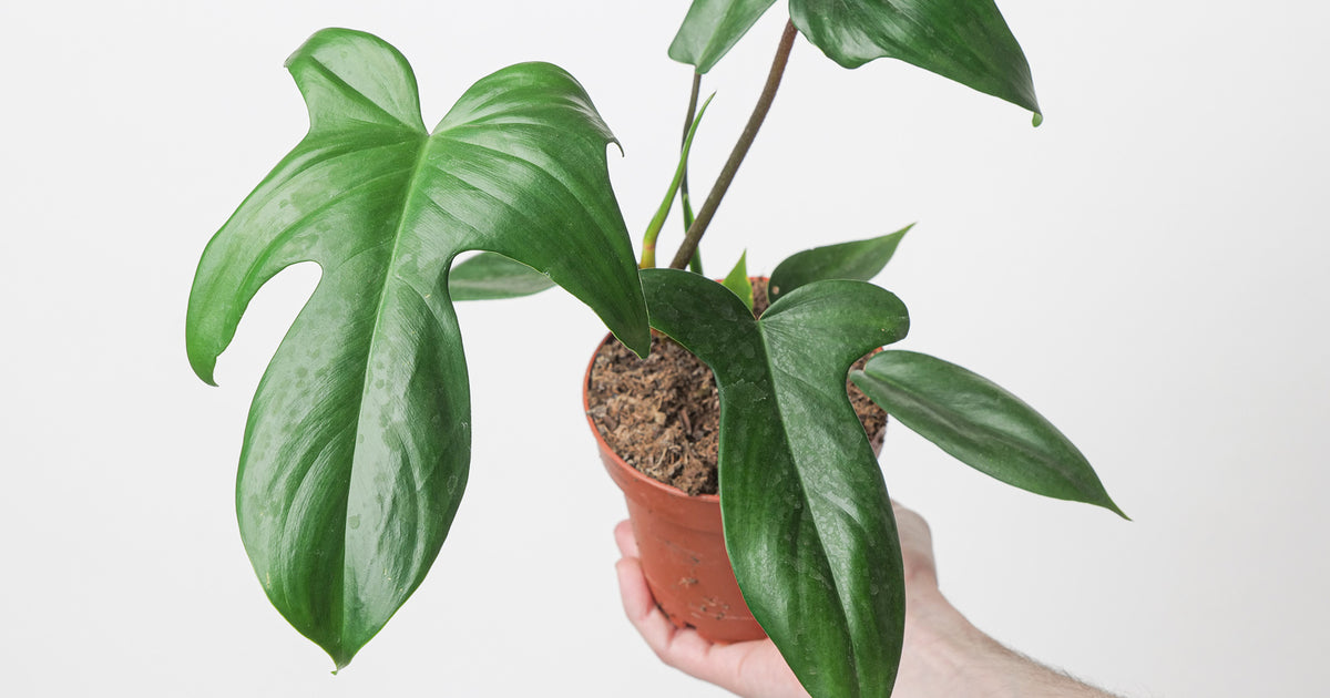 philodendron green orlando Philodendron Florida Green | Plants