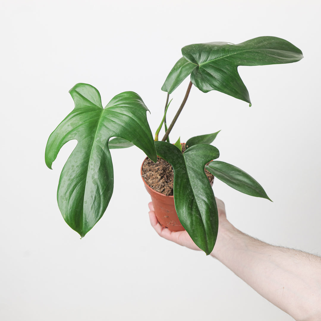 green orlando philodendron Philodendron Florida Green | Plants