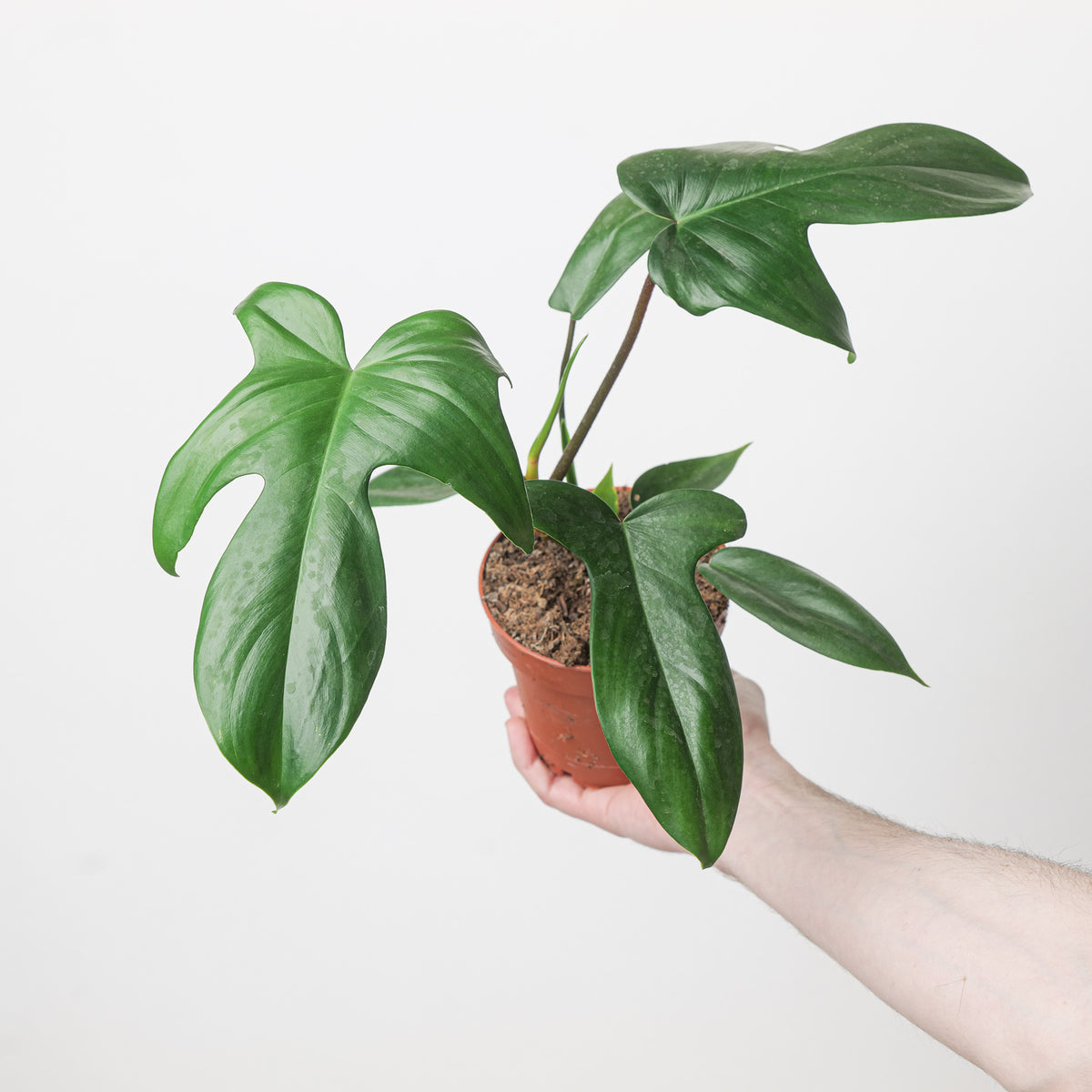 florida weed philodendrons Philodendron Florida Green | Plants