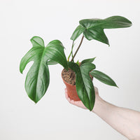 Philodendron Florida Green