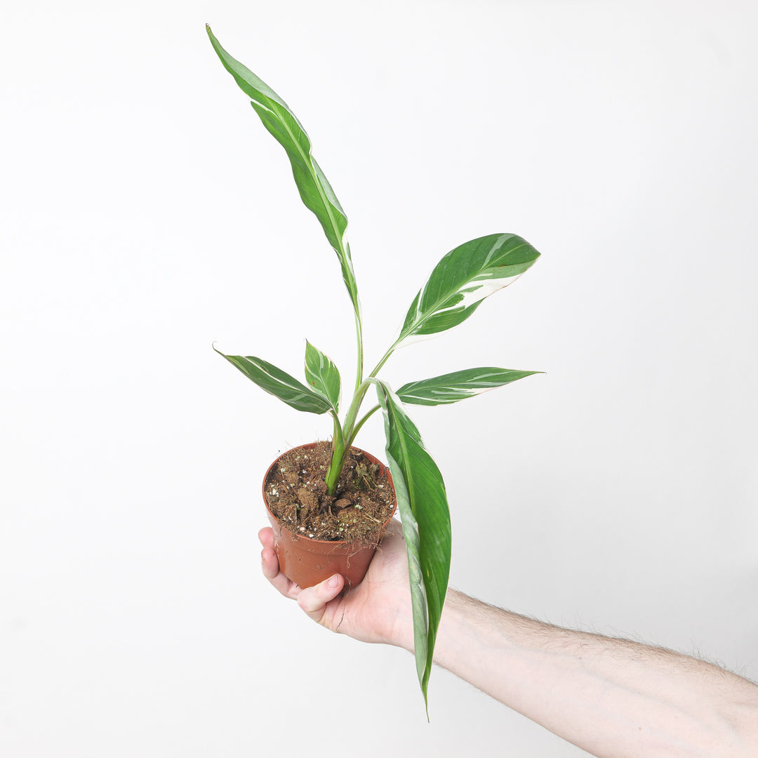 Musa Florida Variegated 10.5cm Plants GrowTropicals