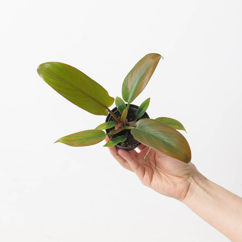 Philodendron 'Florida Bronze' — 7cm