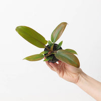 Philodendron 'Florida Bronze'