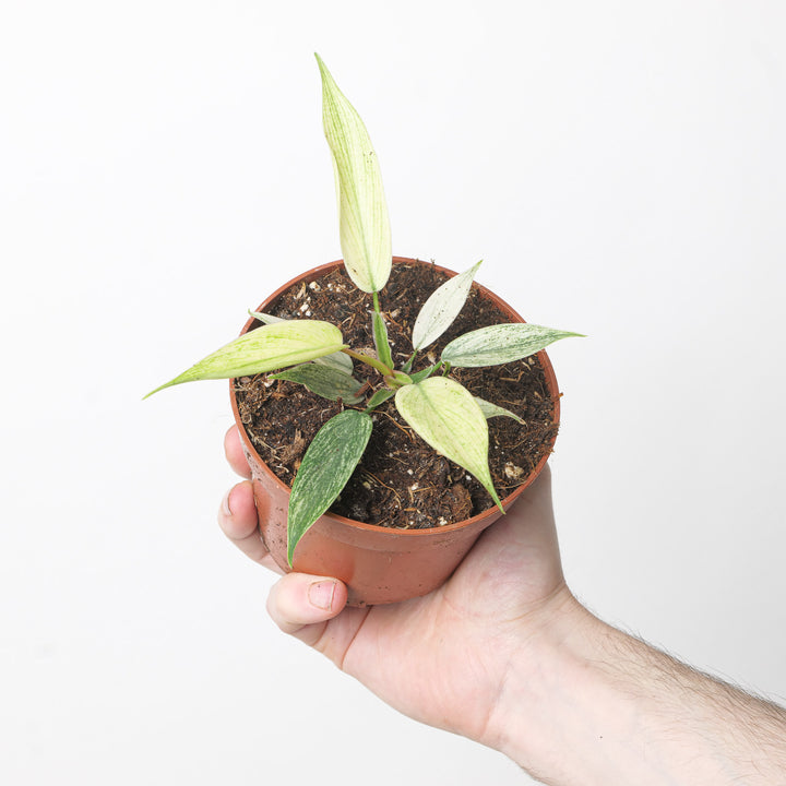 Philodendron 'Florida Ghost' 10.5cm Plants GrowTropicals