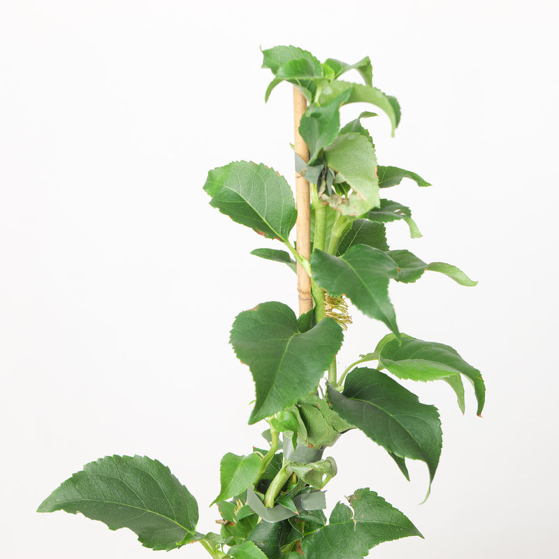 Hydrangea anomala subsp. petiolaris 'Flying Saucer' — 17cm / 2L