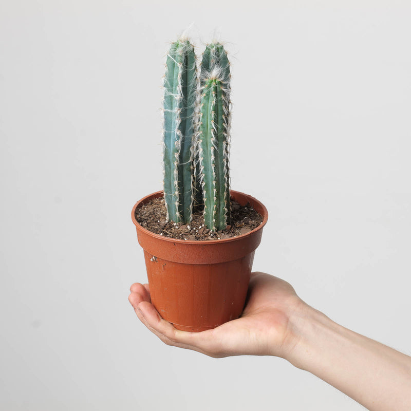 Cereus forbesi 12cm Plants GrowTropicals