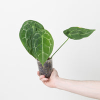 Anthurium forgetii 'Silver Stripes'