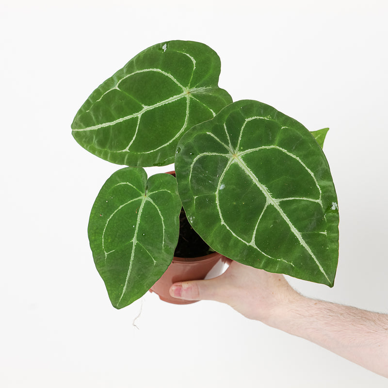 Imperfect Anthurium forgetii 'Silver Stripes' Plants GrowTropicals