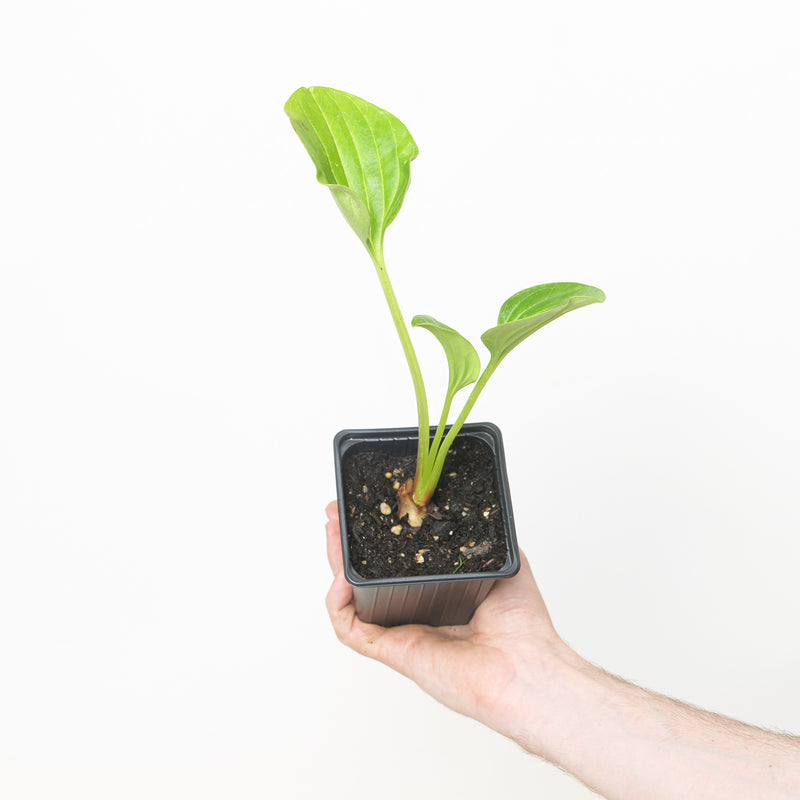 Myosotidium hortensia — 9cm / 0.5L