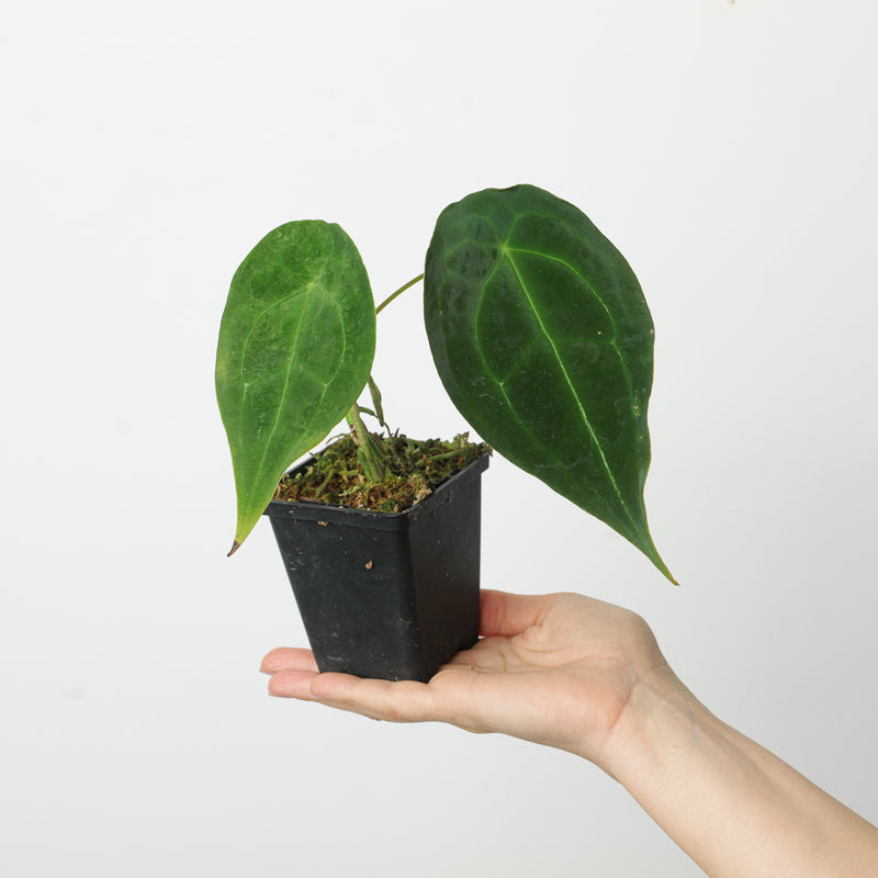 Anthurium forgetii 'Dark Form' Plants GrowTropicals