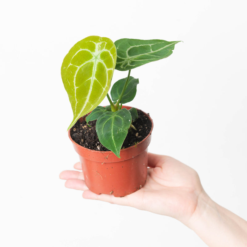 Imperfect Anthurium forgetii 'Silver Stripes' — 12cm Imperfect