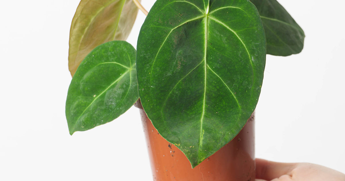 Anthurium forgetii x magnificum | Plants