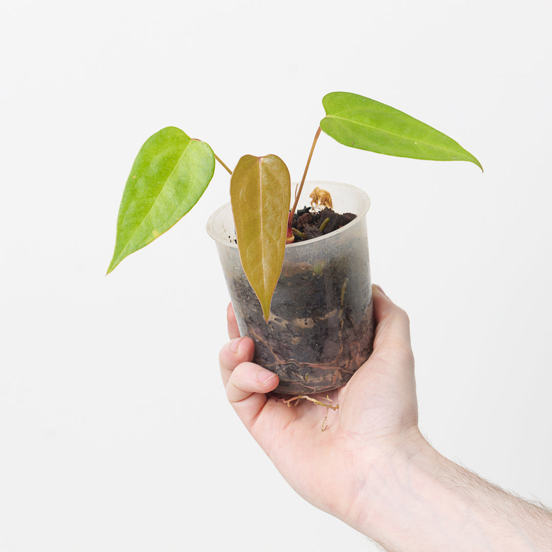 philodendron forgetii Anthurium (forgetii x) x subsignatum