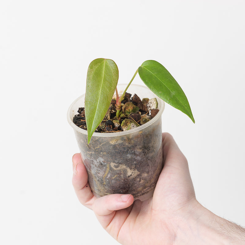 Anthurium (forgetii x) x subsignatum Plants GrowTropicals