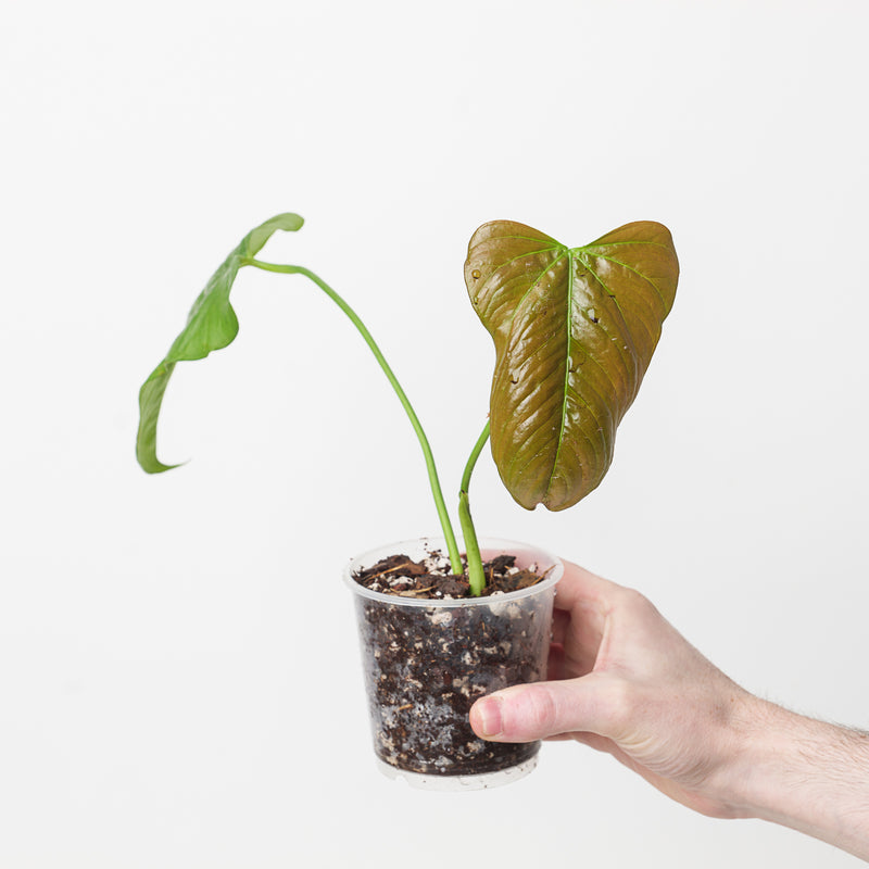 Anthurium formosum Plants GrowTropicals