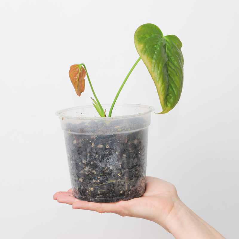 Anthurium formosum — 9cm