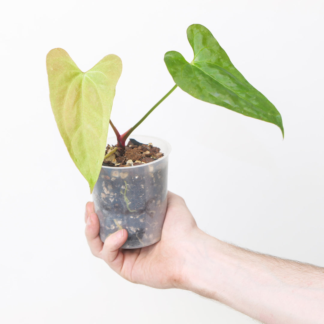 Anthurium 'Fort Sherman' x Portillae 'Indo Form' A3 Plants GrowTropicals