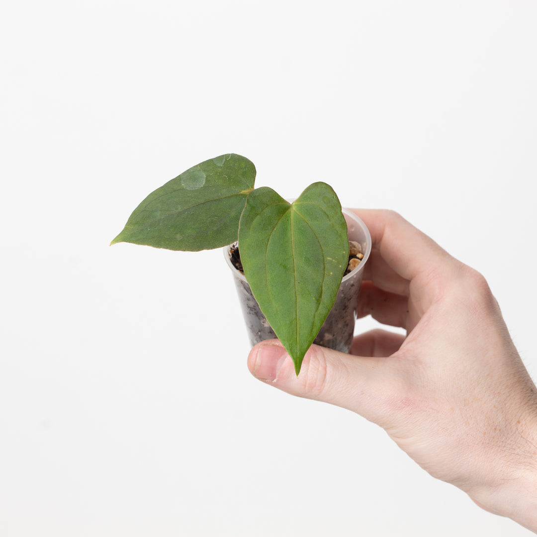 Anthurium papillilaminum 'Fort Sherman' - GROW TROPICALS