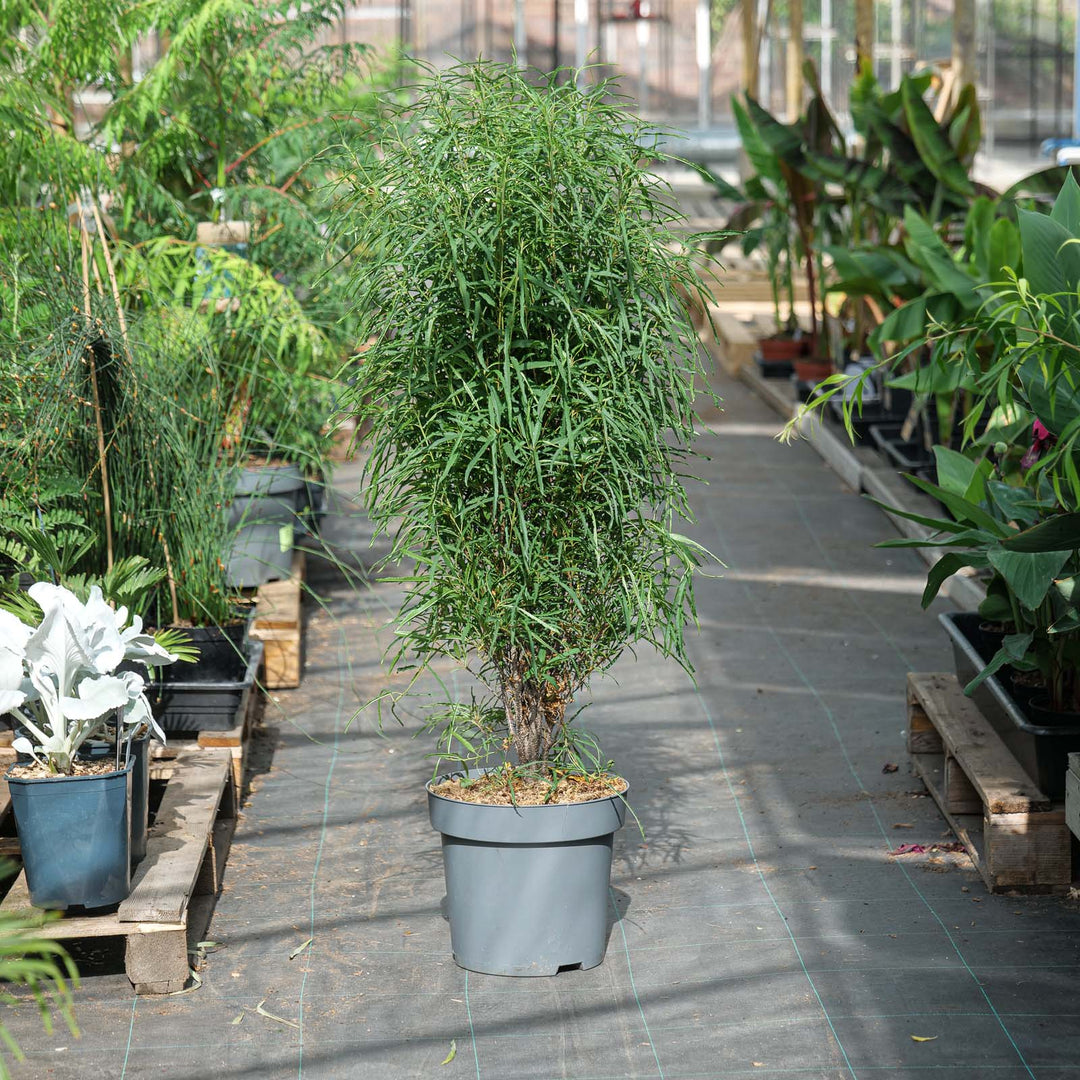 Frangula alnus 'Fine Line'